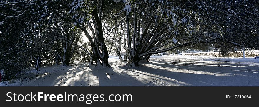 Sun streams through trees laden with snow in a park in Ireland. Sun streams through trees laden with snow in a park in Ireland.