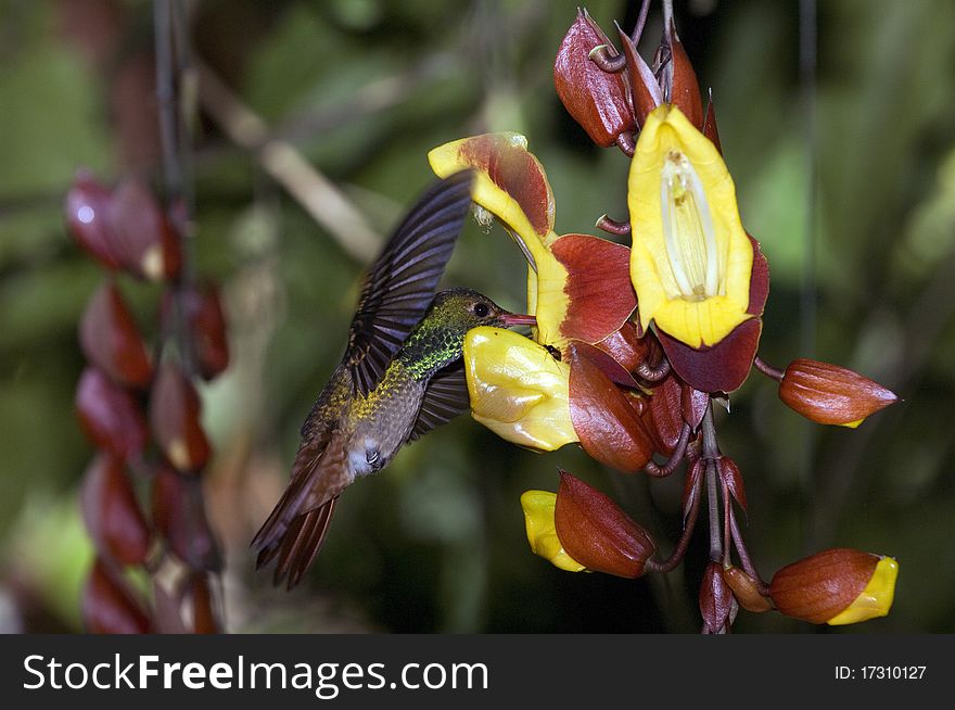 A hummingbird (colibri) close to beautiful flowers in south america