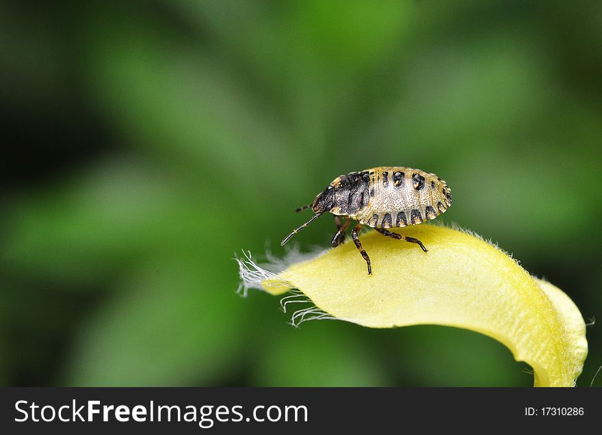Pentatoma rufipes larva and yellow flower