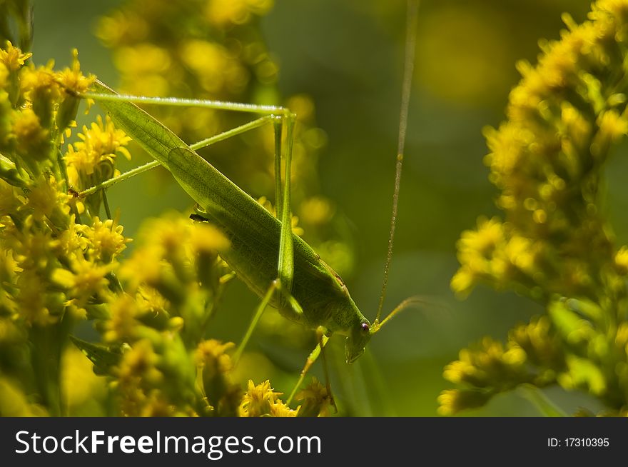 Phaneroptera falcata big green grasshopper on yellow flower goldenrod
