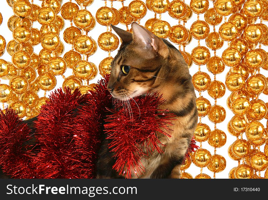 Bengal cat on the background of Christmas decorations