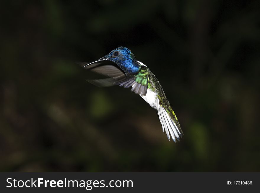 A hummingbird (colibri) close to beautiful flowers in south america