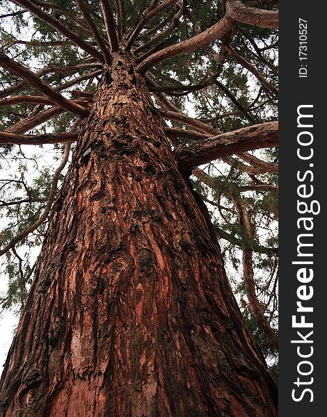 Giant Sequoia Giganteea tree with red bark and branches. Giant Sequoia Giganteea tree with red bark and branches