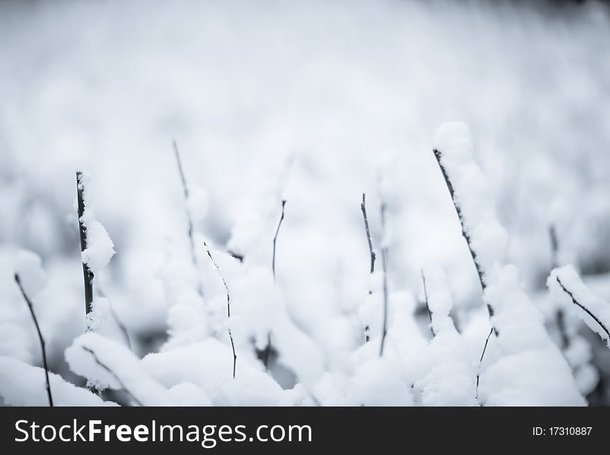 Frozen flora - plants in snow - shallow DOF. Frozen flora - plants in snow - shallow DOF