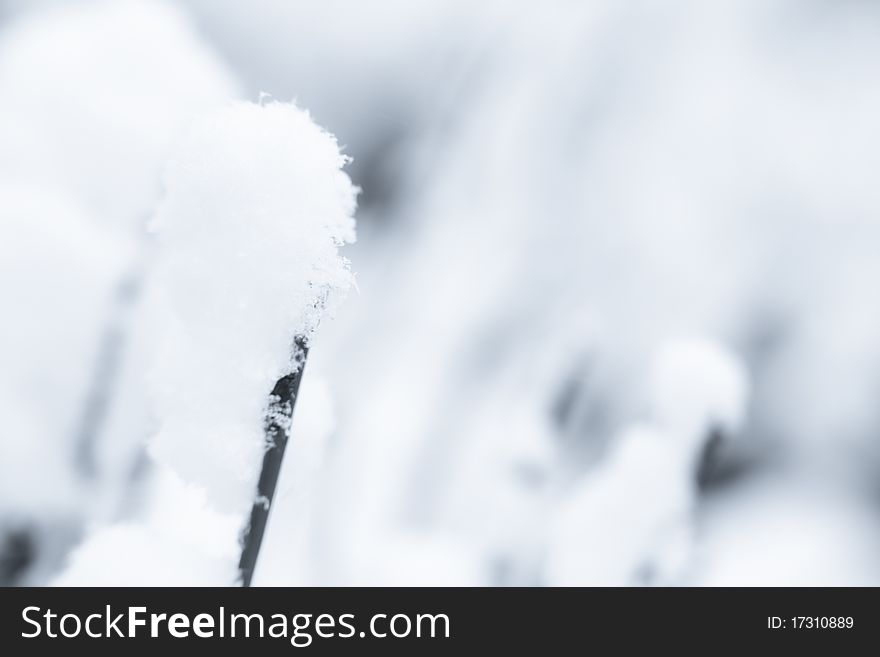 Frozen flora - plants in snow - shallow DOF. Frozen flora - plants in snow - shallow DOF