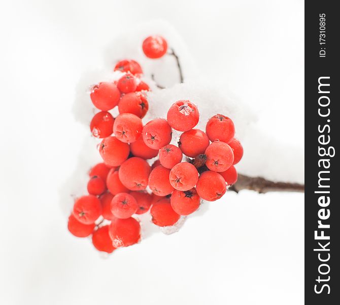 Rowan-berry in snow on white background - close-up shot - shallow DOF. Rowan-berry in snow on white background - close-up shot - shallow DOF