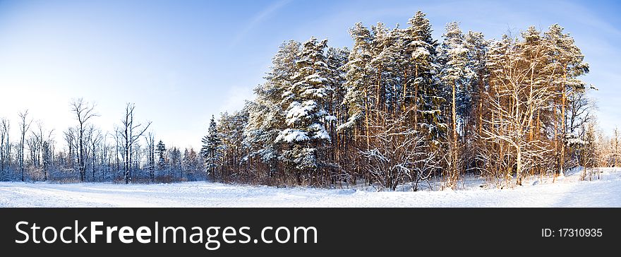 Winter landscape panorama - forest and snow