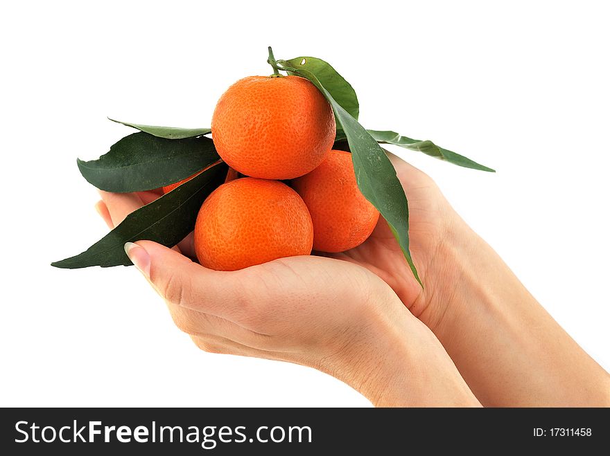 Mandarin with green leaves in your hands