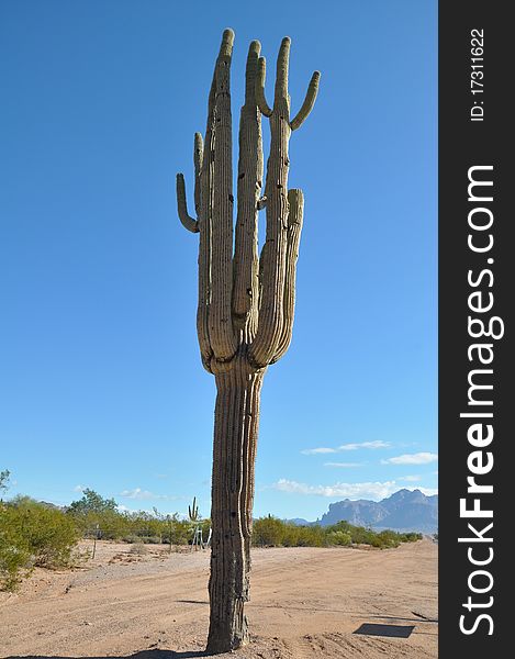 Cactus in the Arizona Desert