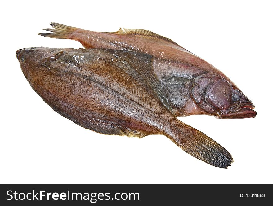 Four fresh flounder fishes on white background