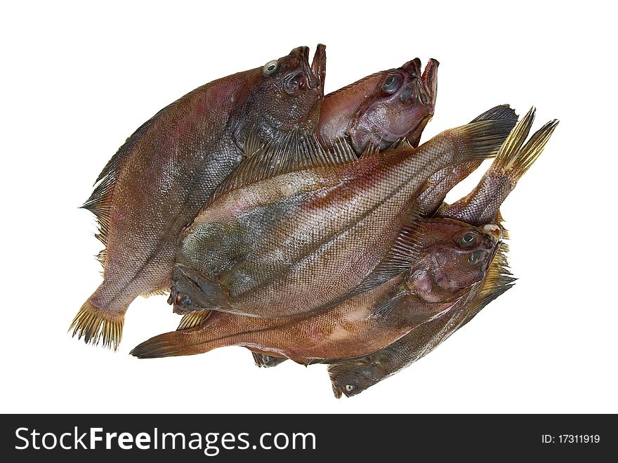 Four Fresh Flounder Fishes