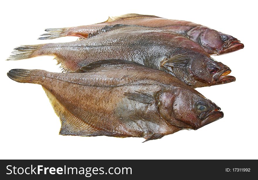 Four fresh flounder fishes on white background