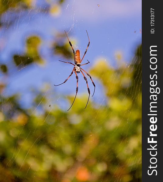 A large, about 5 inches across, Golden Orb Weaver. A small male can be barely seen at about the two o'clock position, near the edge.