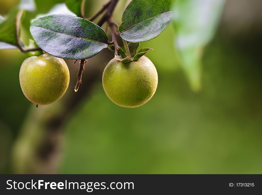 Orange kumquat fruit in a garden at summer