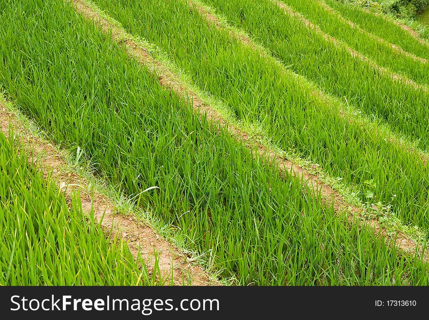 Rice Paddy Terraces Background, Asia. Rice Paddy Terraces Background, Asia