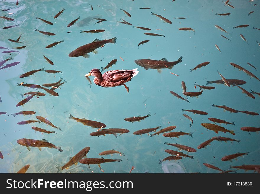 Duck and fishes in a clean lake