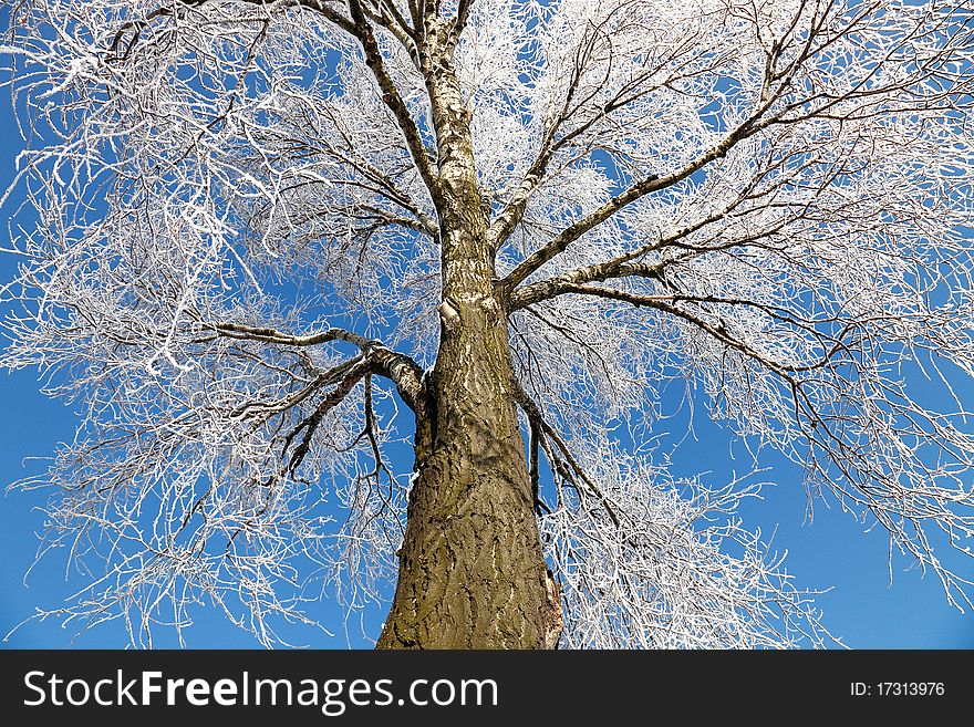 Frozen tree with blue sky as background