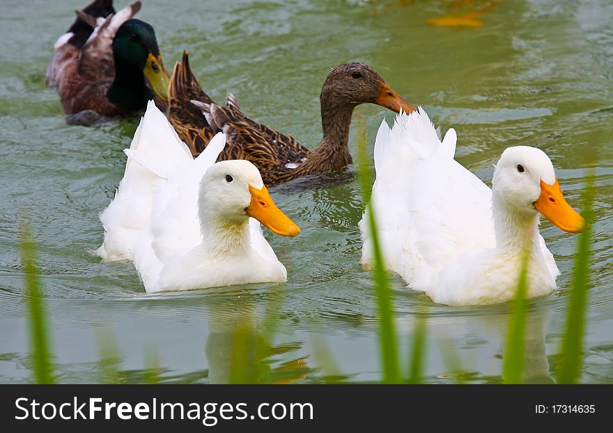 A group of duck on the water.