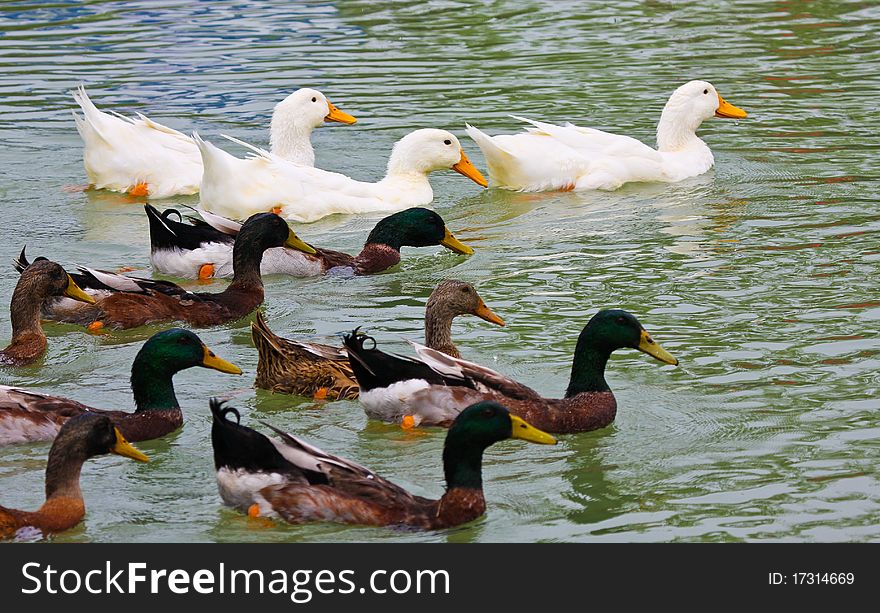 A group of ducks swimming on the pond.