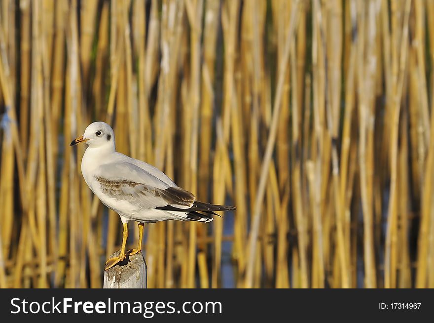 Bird Seagull