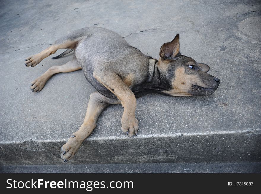 Puppy dog, Thai dog brown color