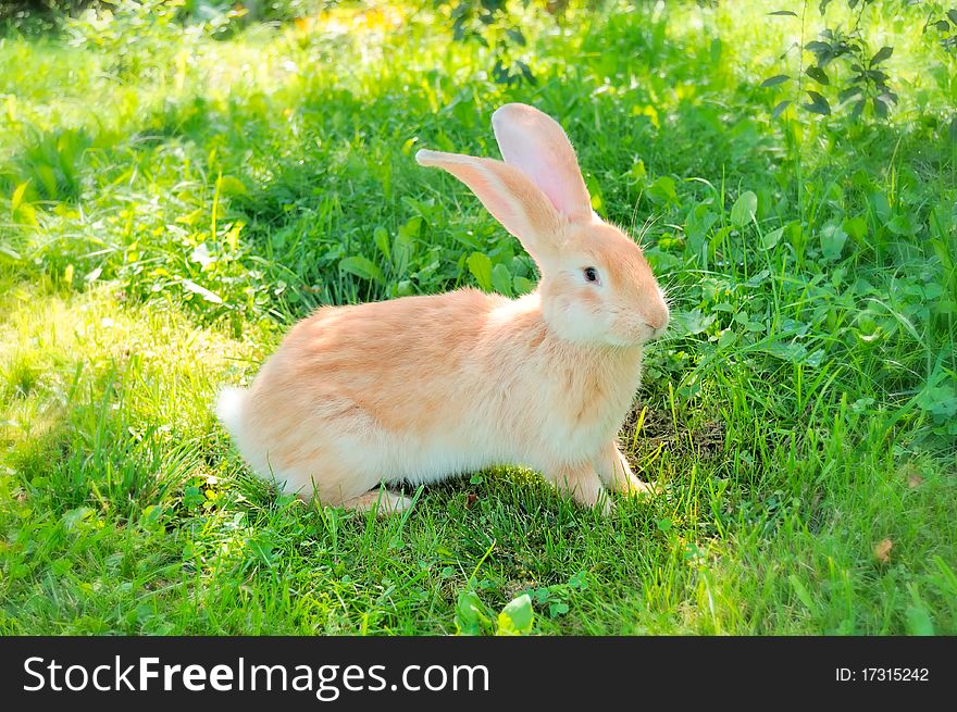 A cute red rabbit on green grass. A cute red rabbit on green grass