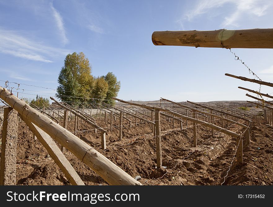 Grape Valley Village, Gansu Province, Dunhuang City, grape vine plantation