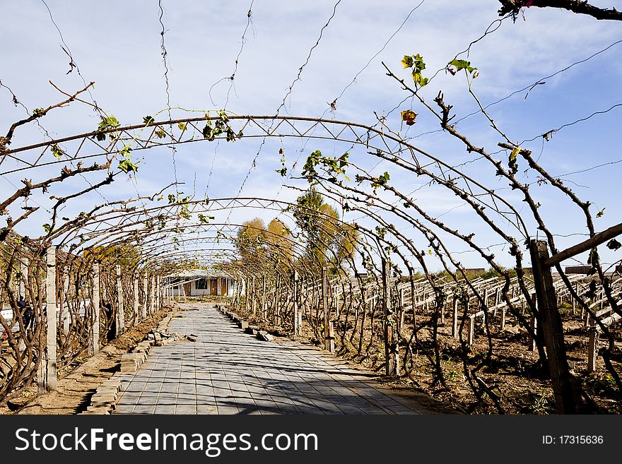 Grape Valley Village, Gansu Province, Dunhuang City, grape vine plantation.Unique arched shape vines