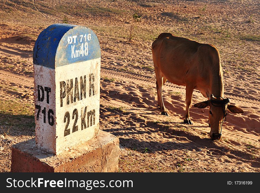 A milestone with a calf in Vietnam