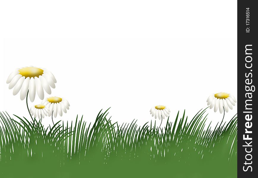 Grass and flowers camomiles on white background. Grass and flowers camomiles on white background