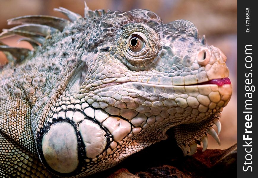 Iguana shot at close up range