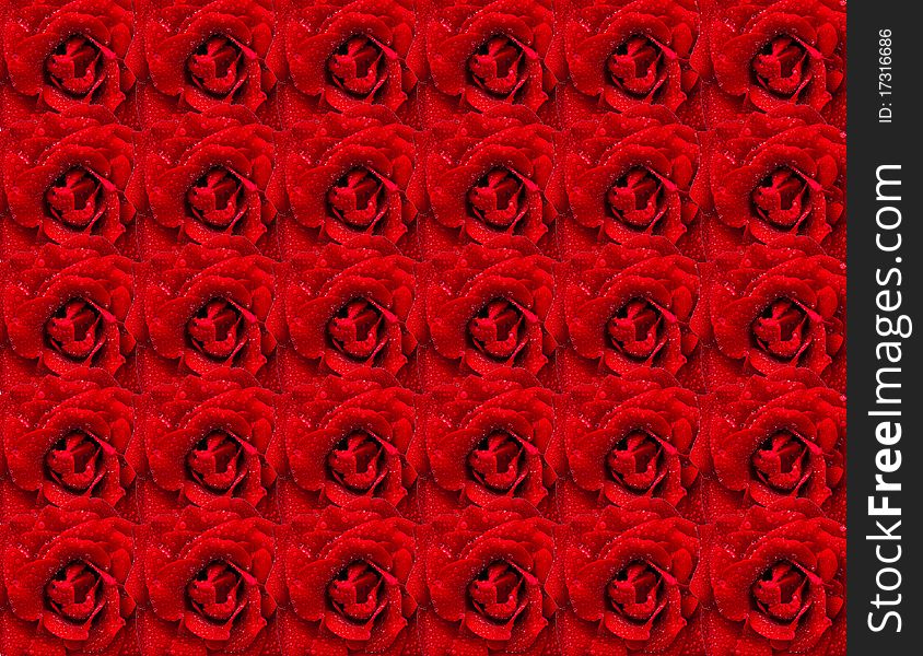 Background from red roses with water drops