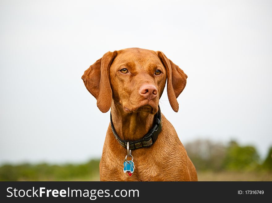 A Vizsla dog (Hungarian pointer) in a field. A Vizsla dog (Hungarian pointer) in a field.