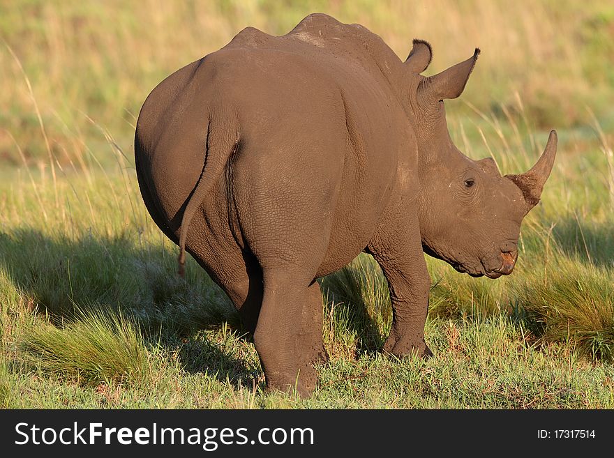 Rhino Cow in a field of green grass