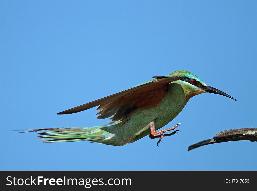 Blue-cheecked Bee-eater in fligt about to land on a branch