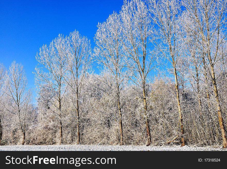 Winter atmosphere with the silhouette of poplars  in a blue sky. Winter atmosphere with the silhouette of poplars  in a blue sky