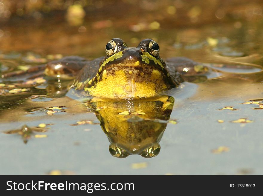 Green Frog (Rana clamitans) - Pinery Provincial Park, Ontario, Canada