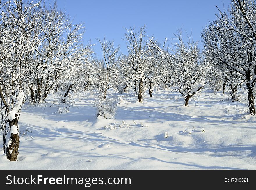 Orchard and trees with snow on branches in winter season. Orchard and trees with snow on branches in winter season