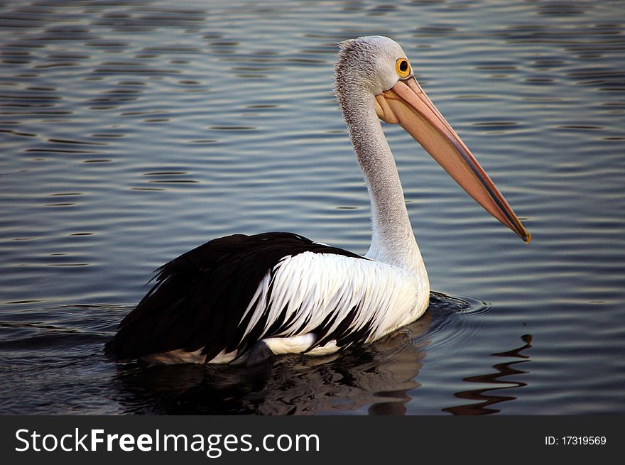 Large Bird Pelican on Water