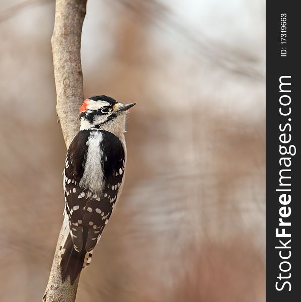 Male downy woodpecker, Picoides pubescens, perched on the side of a tree