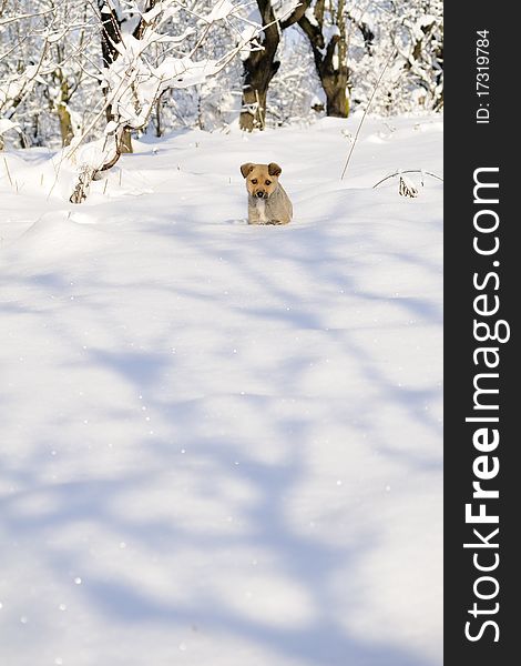 Funny puppy running in white snow. Funny puppy running in white snow