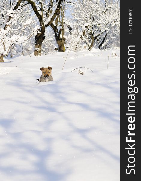 Funny puppy playing in winter season, trees with snow on branches in background. Funny puppy playing in winter season, trees with snow on branches in background