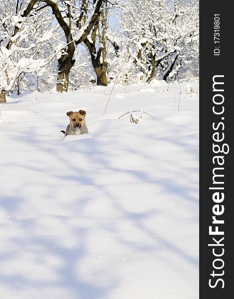 Baby Dog Running