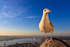 Seagull On The Background Of The City Sunset. Royalty Free Stock Photos