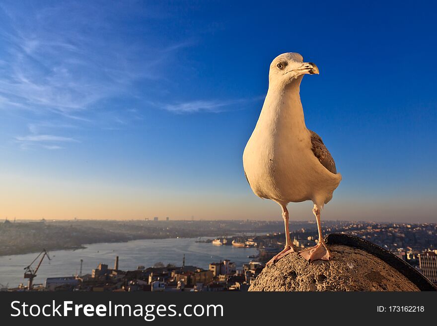 Seagull on the background of the city sunset.