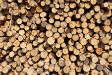 Cross Section Of Wood Background Stock Photo Cross Section Of Wood Background Stock Photo