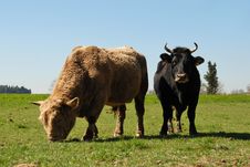 Bull And Cow Royalty Free Stock Photo