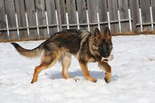German Shepherd Dog Female Stock Photos German Shepherd Dog Female Stock Photos