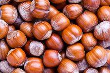 Hazelnuts Stock Image