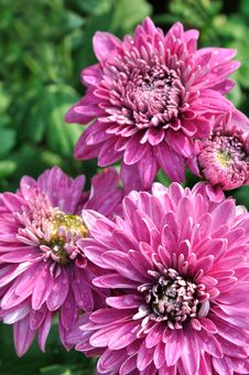 Purple Chrysanthemum Flower Royalty Free Stock Photos Purple Chrysanthemum Flower Royalty Free Stock Photos